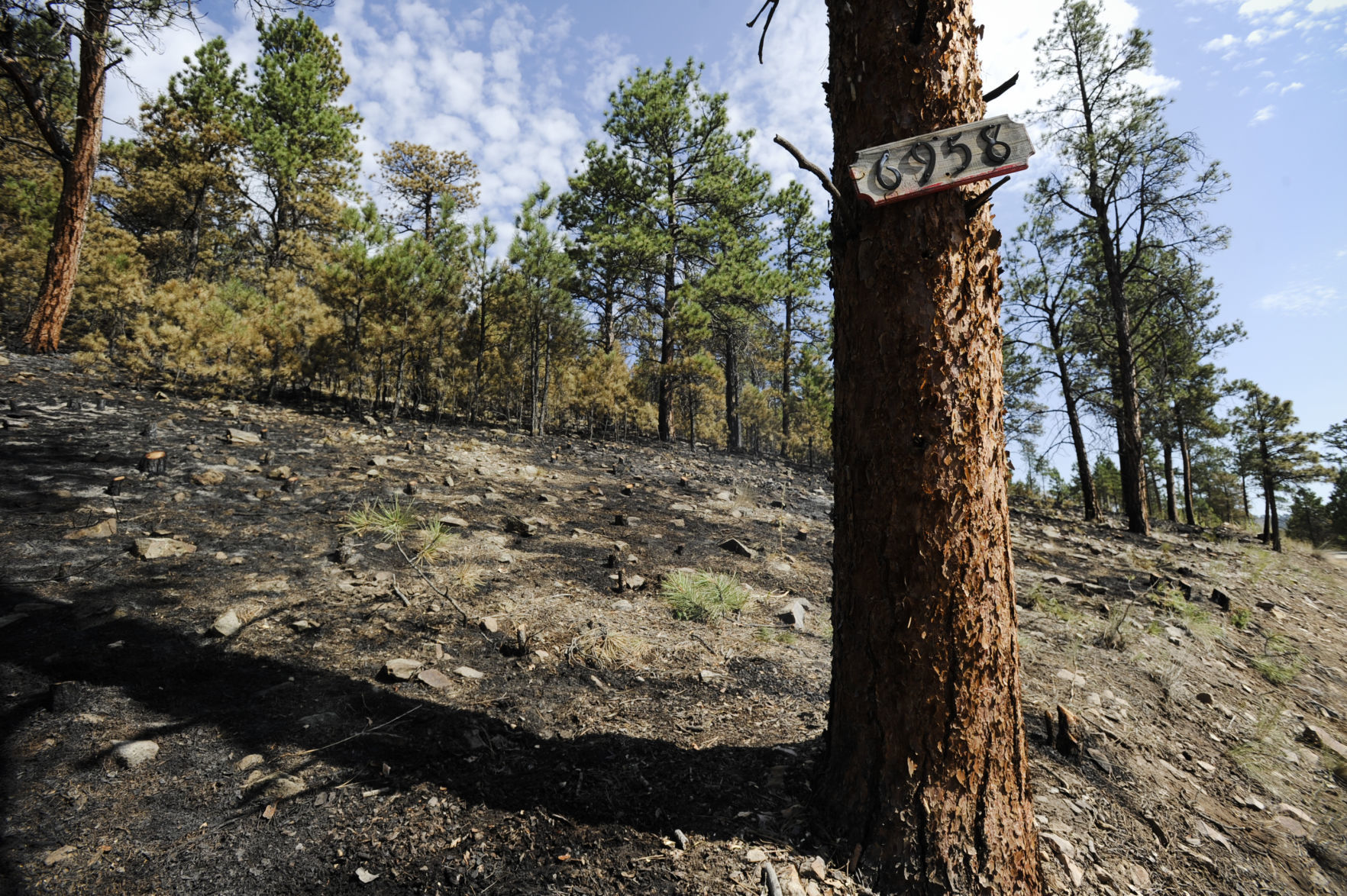 A burned area